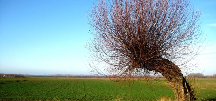 Dingen die we toevertrouwen aan de WIND